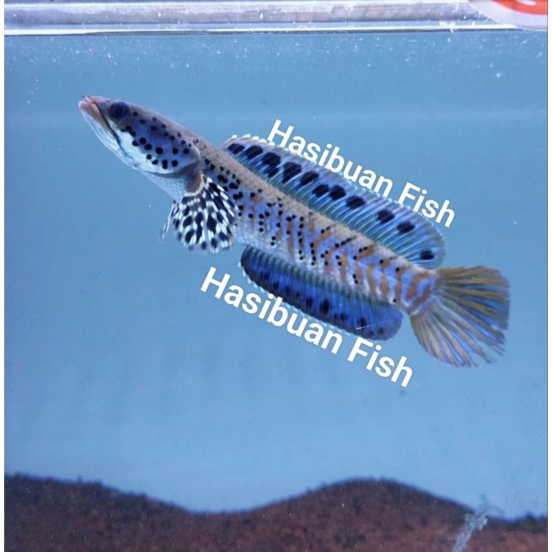 Channa Orna Yellow Lips Full Dot Full Yellow Spot Sortiran Terbaik Garansi 100% Sampai Tujuan,Channa