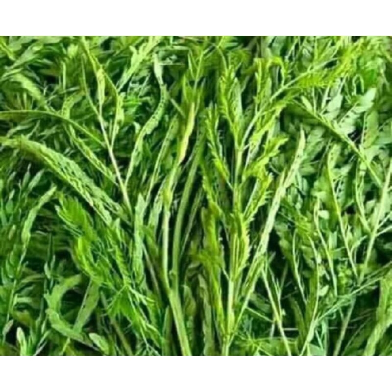 

daun petai China segar/ daun mlanding 200gram