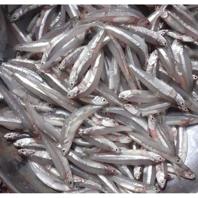 

ikan teri basah 500 gr