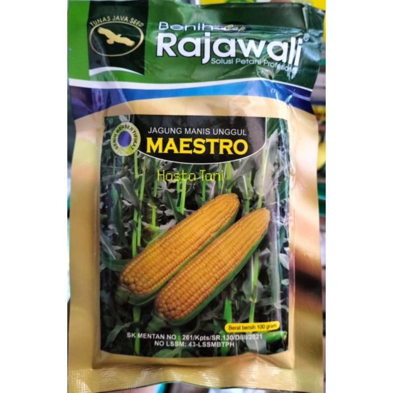 

Benih Jagung Manis MAESTRO 100gr