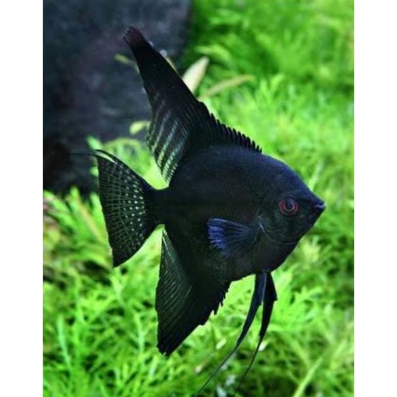 ikan man fish black angel slayer. ikan hias aquarium aquascap air tawar