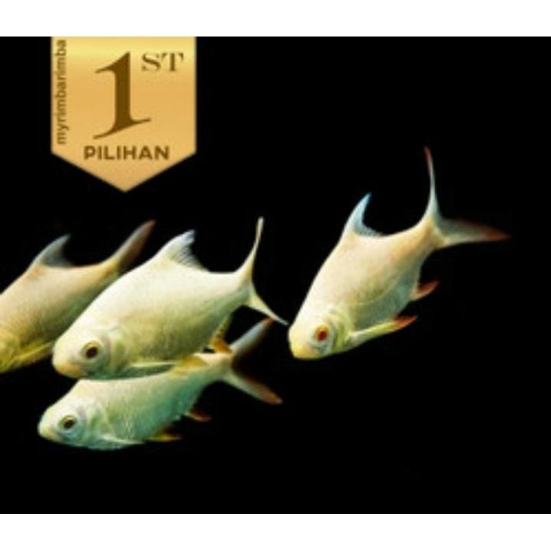 ikan kaviat albino mata merah. ikan hias aquarium aquascap air tawar