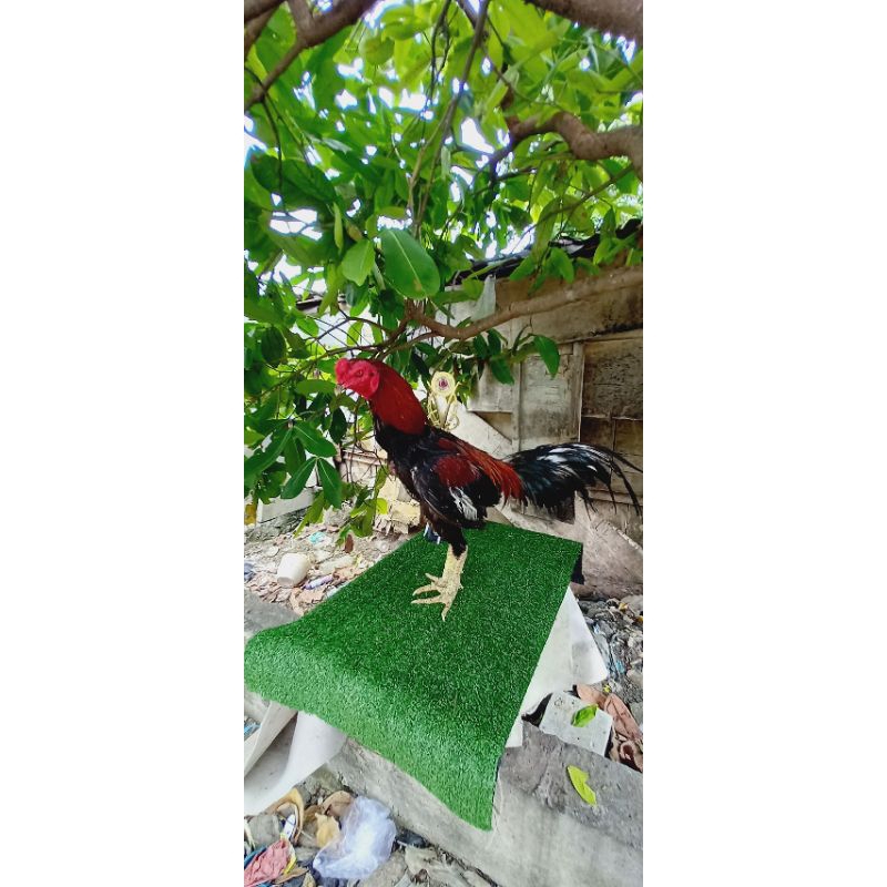 

Telur vertil ayam bangkok pakhoy druemband import