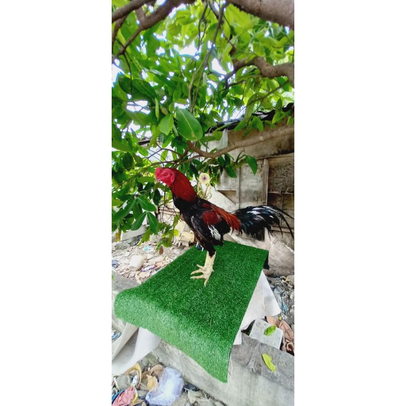 

Terlaris Telur vertil ayam Bk teknik+brakot pukul berat