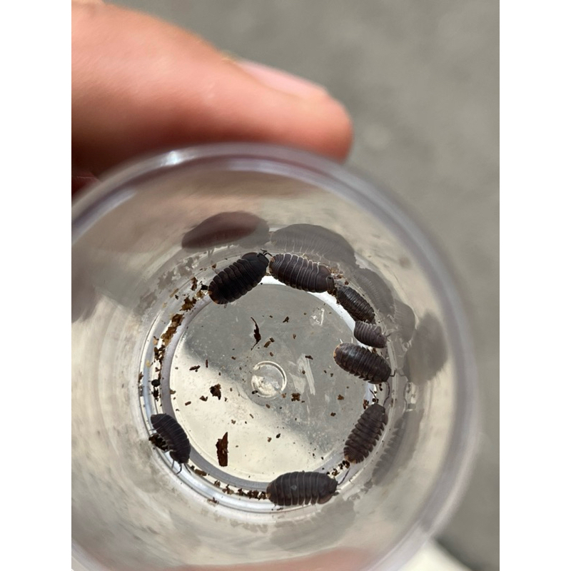 isopod cubaris murina