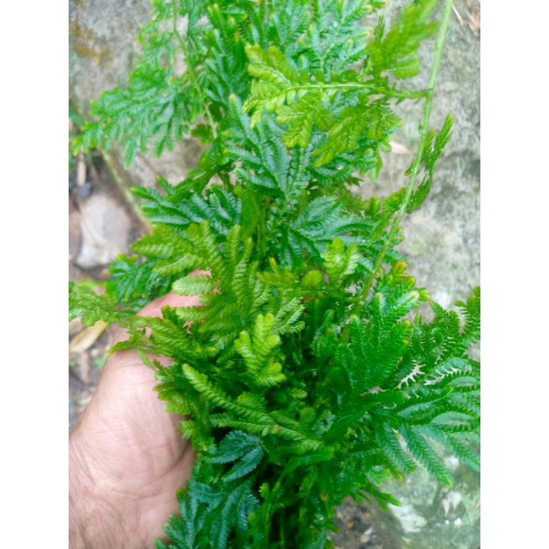 

daun Rande lalab di rebus atu di tumis .obat herbal