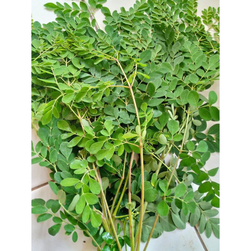 

Kelor Segar langsung petik dari pohon