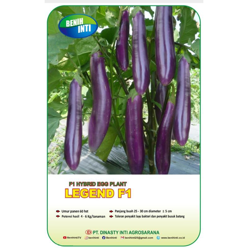 Benih Terong Ungu LEGEND F1 5 GR ✓ Benih Inti