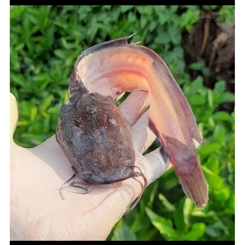 

Tulang Ikan Lele