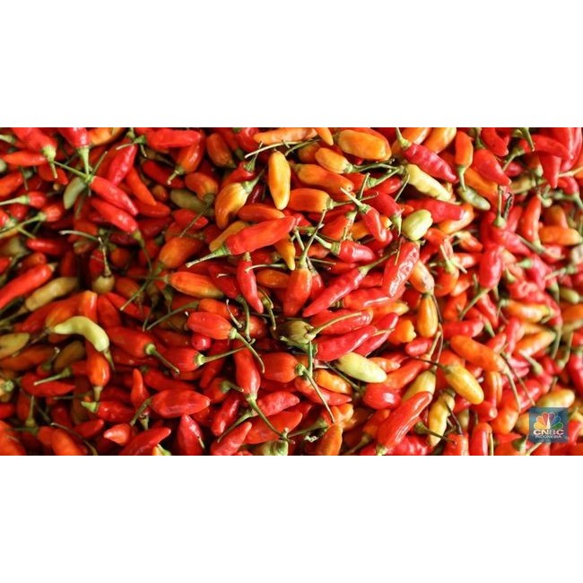 

Cabe Rawit Merah Segar