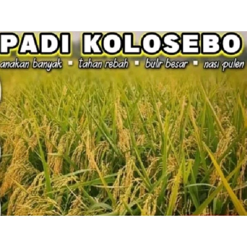 padi Kolosebo