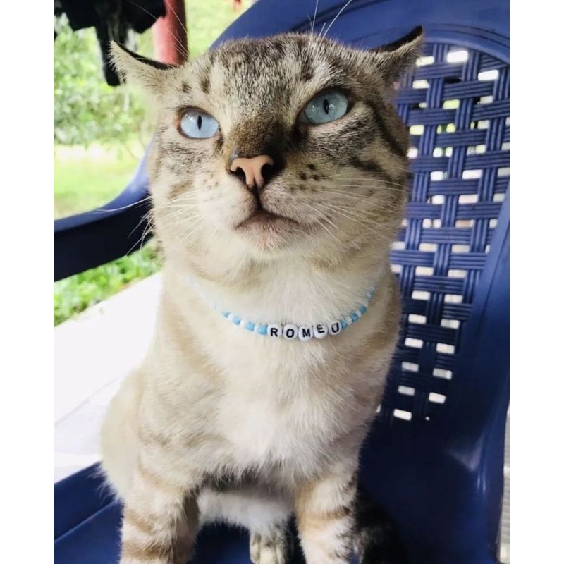 Kalung kucing bisa custom custom kalung kucing