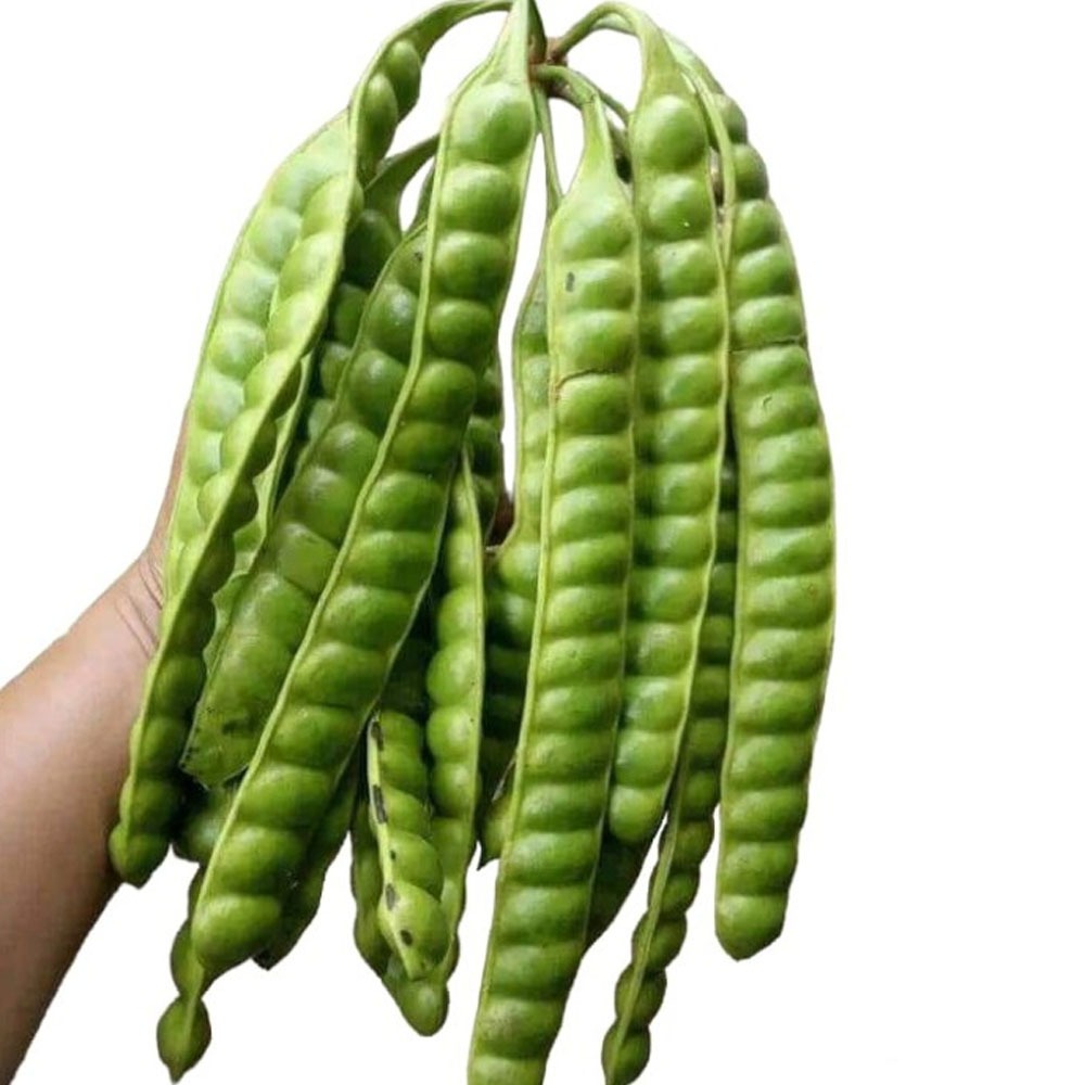 

OBRAL PETE PETAI 4 PAPAN / LONJOR