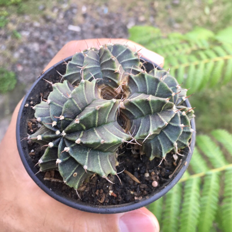 Kaktus Gymno Miha Hybrid Triple head