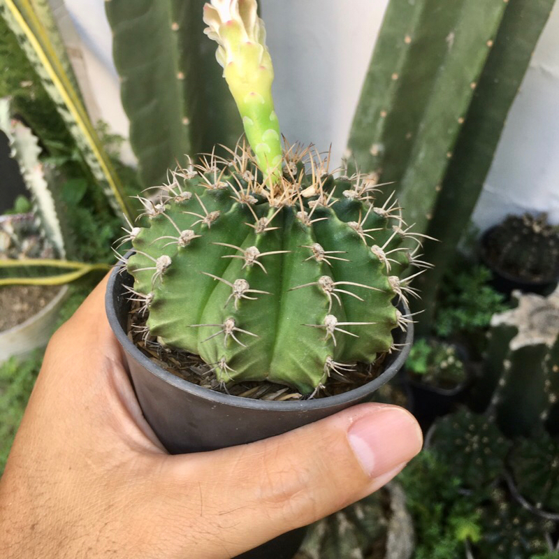 Kaktus Gymno Miha Variegata 07