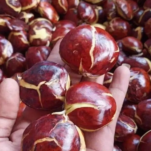 

jengkol tua segar 1 kg