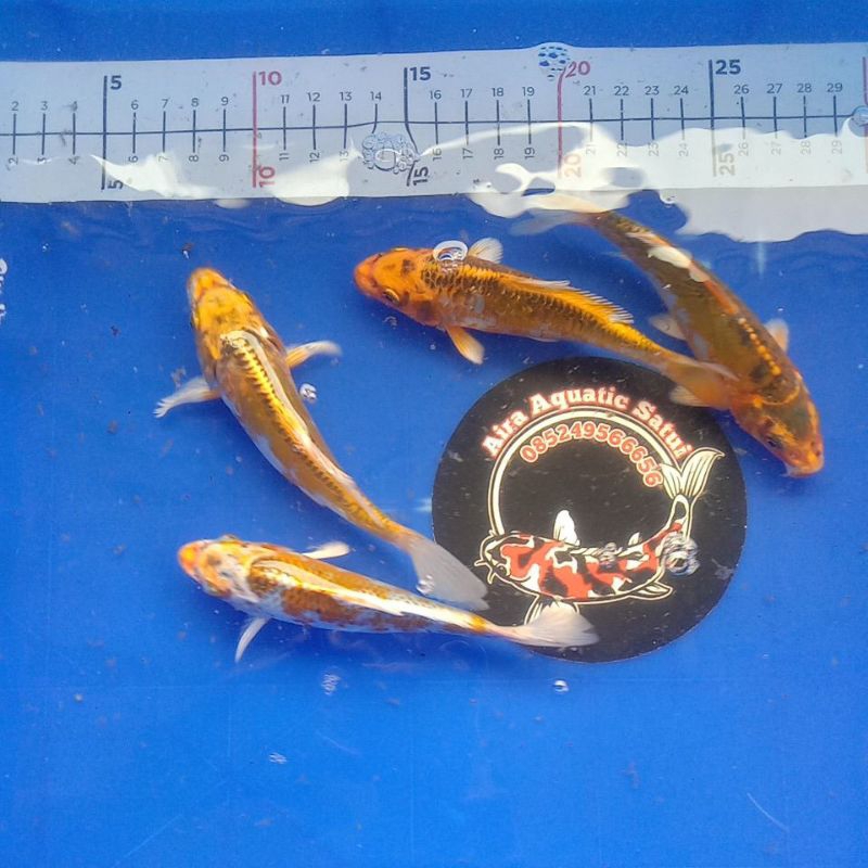 

Stiker koi kiko yellow