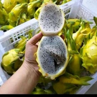 

BUAH NAGA KUNING