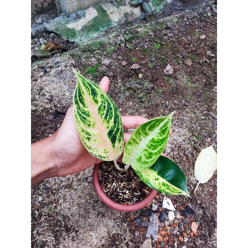 Aglonema big mama tanian lokal