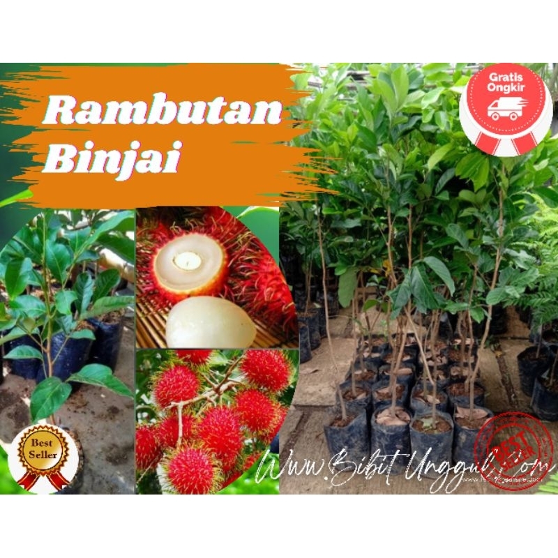 Bibit Rambutan Binjai Hasil Okulasi/Stek