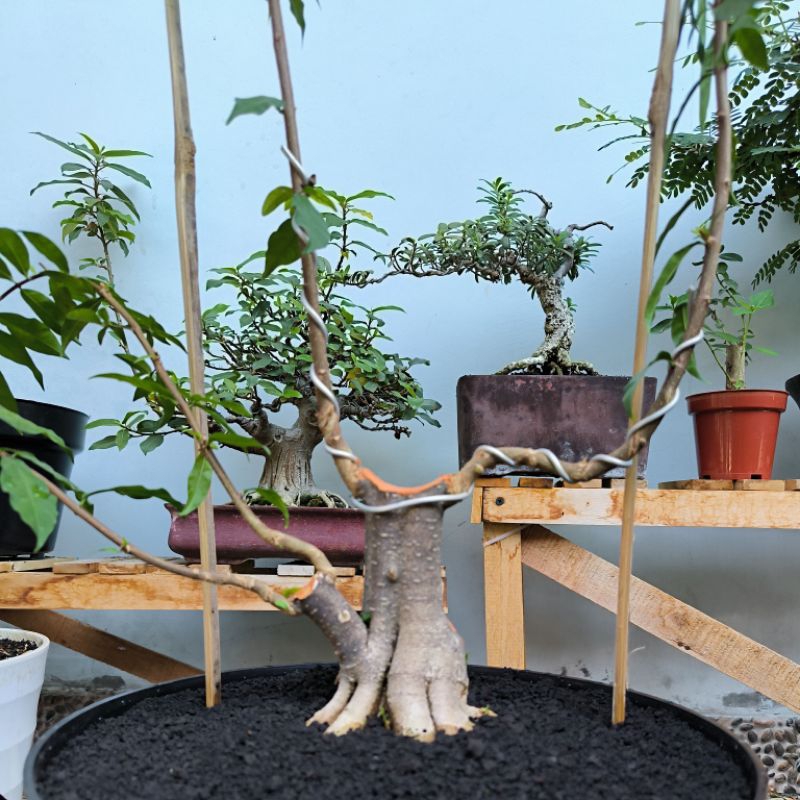 anting putri prokar prospek sudah subur bonsai anput (REALPICT) sesuai foto sekarang