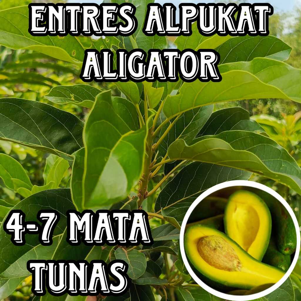 ENTRES ALPUKAT ALIGATOR ENTRES ALPUKAT SUPER BAGUS