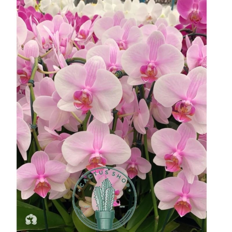 Bunga Anggrek Bulan Rose Pink Dewasa Siap Berbunga Tanaman Hidup Anggrek Bunga Kuning Tanaman Indoor