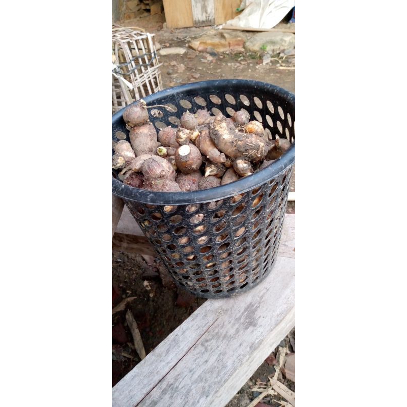 

talas satoimo/talas jepang 1kg