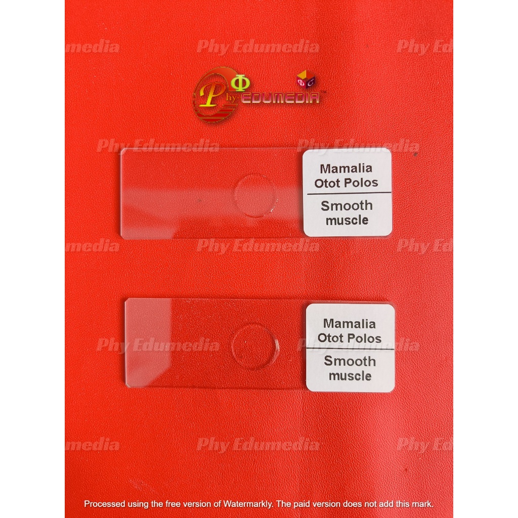 Preparat Otot Polos / Preparat Otot Halus / Preparat Kering Smooth Muscle Per Pcs