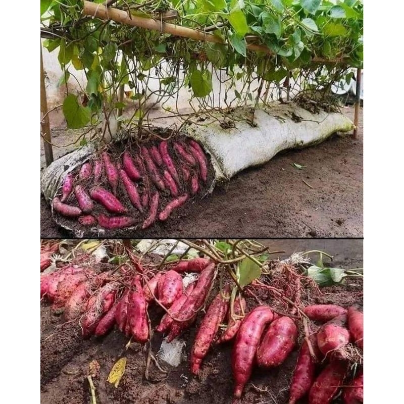 BIBIT UBI MADU UBI RAMBAT 200G (CUTING/STEK BATANG)