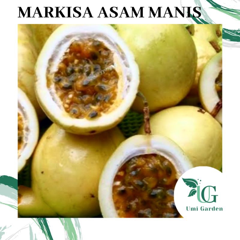 25 Biji Benih Buah Markisa Kuning Asam Manis