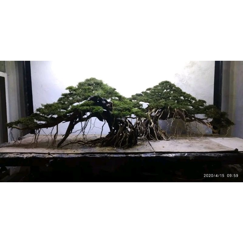 Bonsai aquascape siap pakai ukuran 60.cm sudah diplanting mossjava