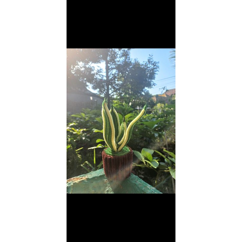 Bunga pot Lidah Mertua