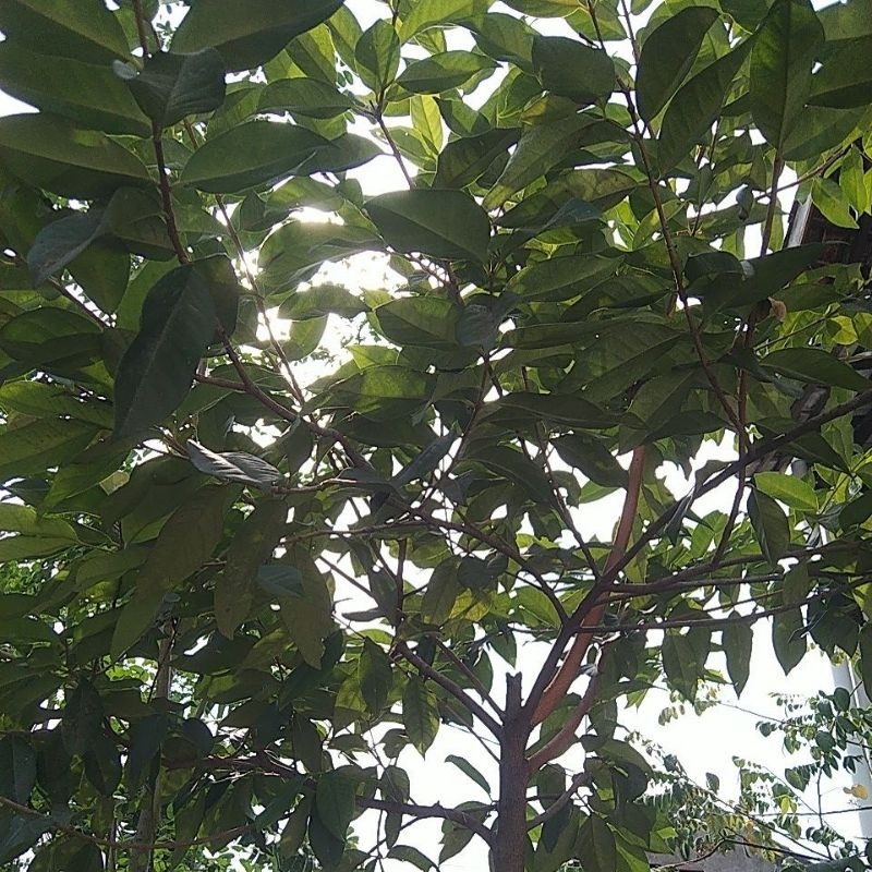 

Daun Salam Segar 100 gr