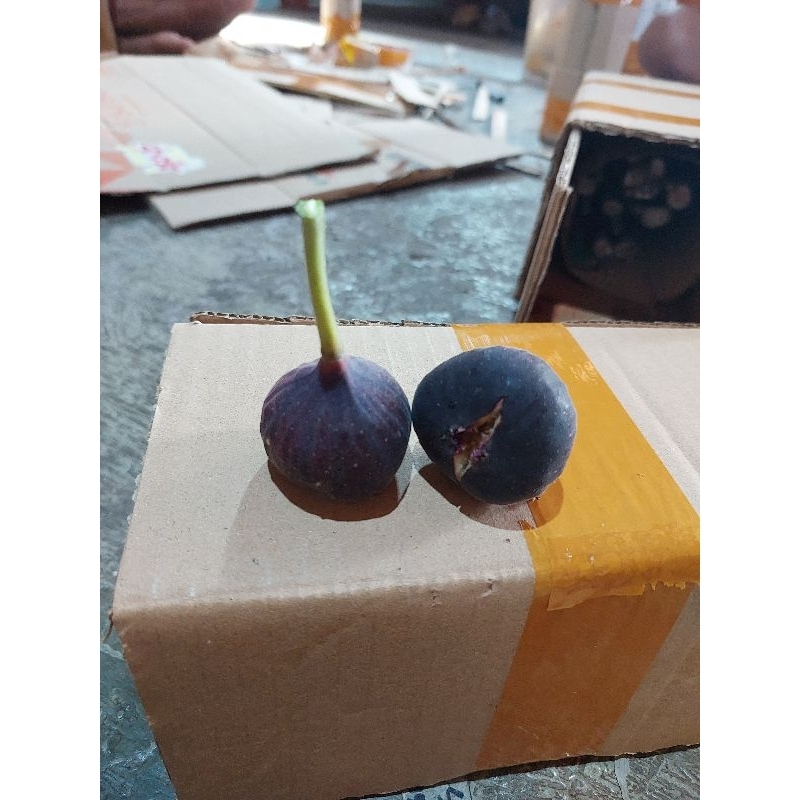 

BUAH TIN SIAP MAKAN BISA COD