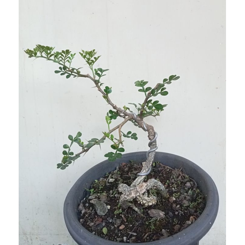 bonsai Kawista Batu