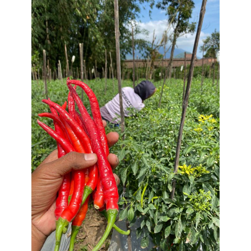 

Cabekriting/CabeMerah/Cabe Besar 1kg