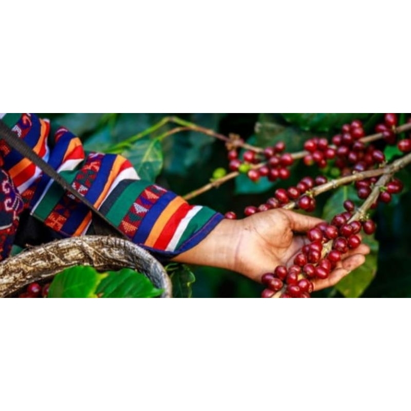 

kopi bubuk tradisional