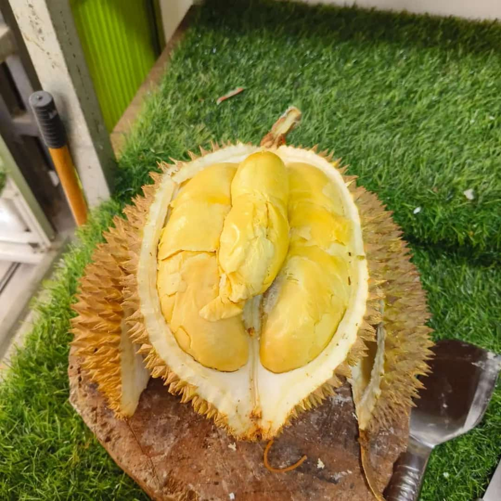 

Durian Lokal Special Nusantara (Dengan Kulit)