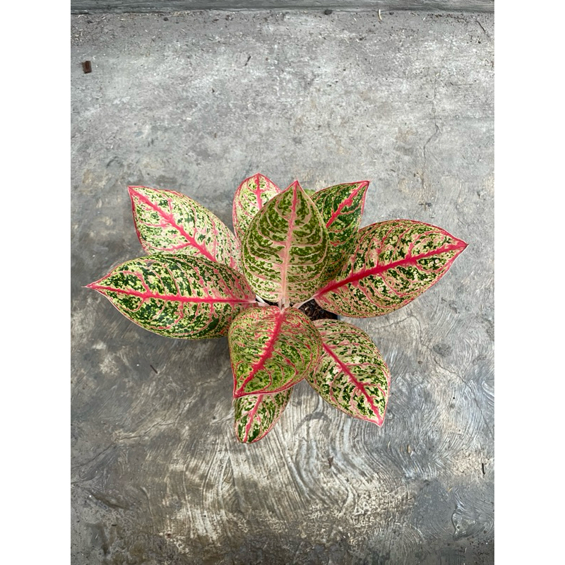 aglaonema diana merah