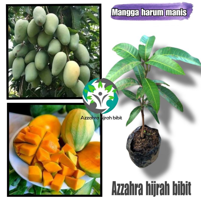 benih bibit tanaman mangga harum manis/bibit mangga harum manis/bibit tanaman okulasi/tabulampot