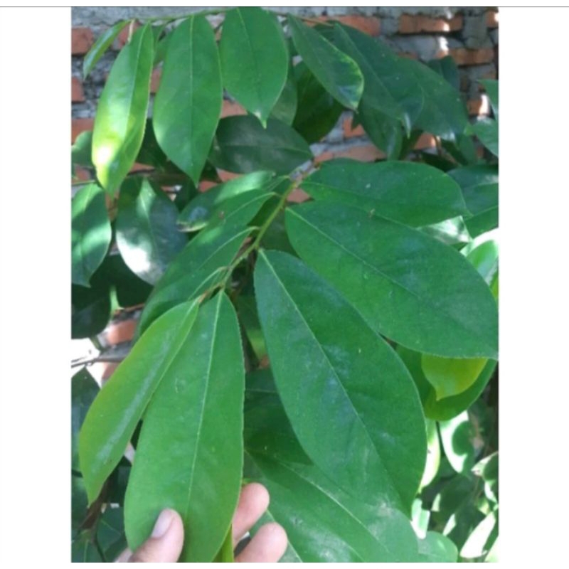 

Daun sirsak herbal 100lembar