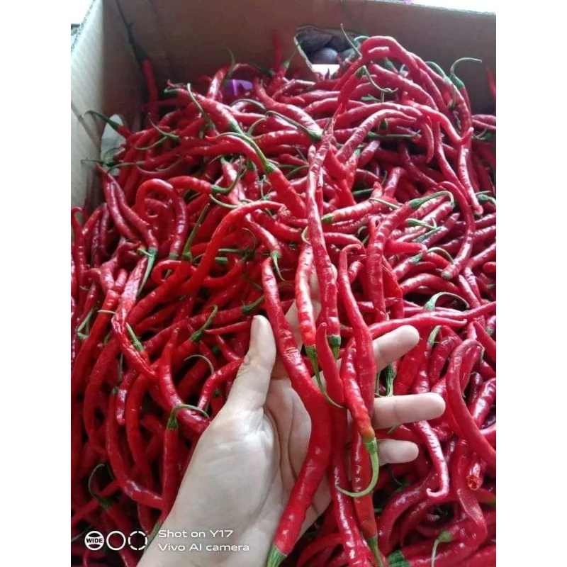 

cabe merah kriting 500 gram