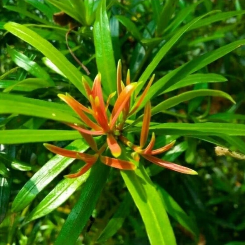 Lohansung pucuk merah