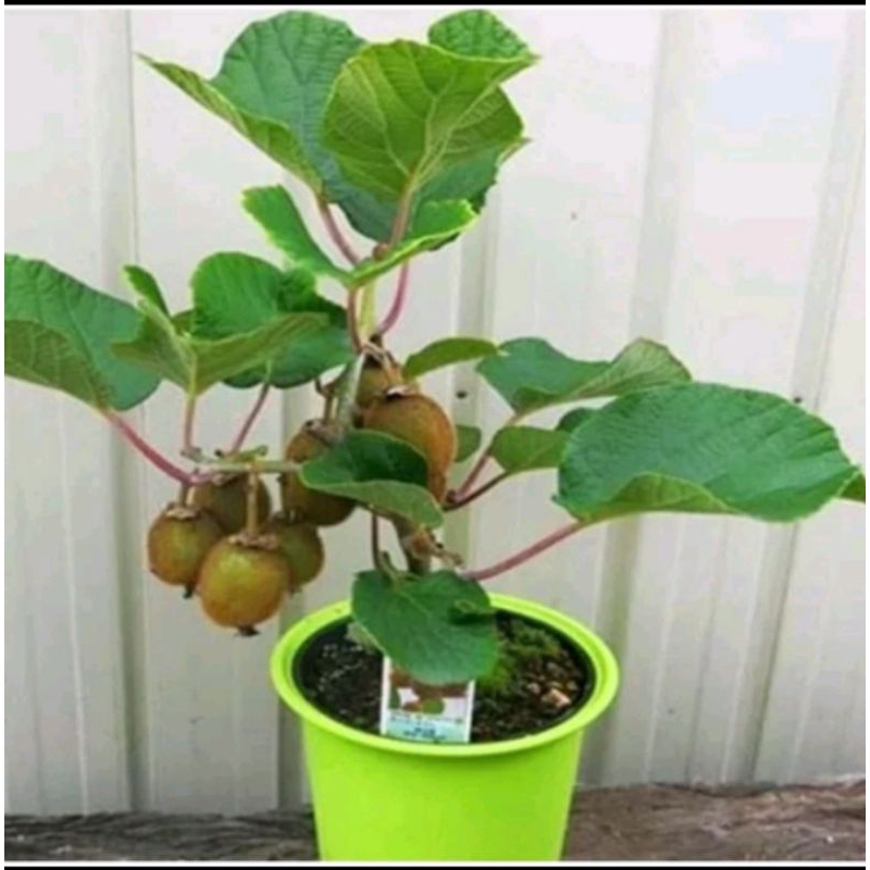 Bibit Kiwi siap berbuah