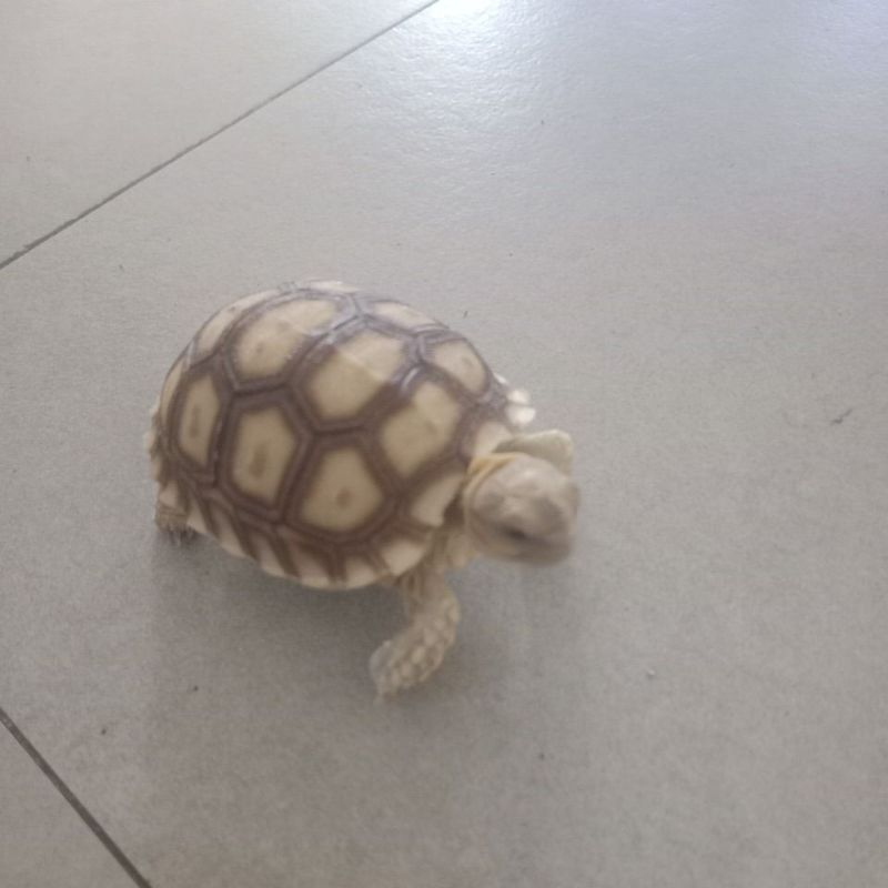 Kura-kura Sulcata