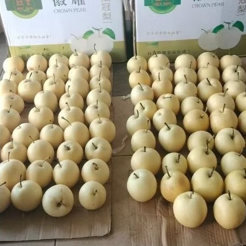 

Indukbuah Buah Pear Century 1 Kg