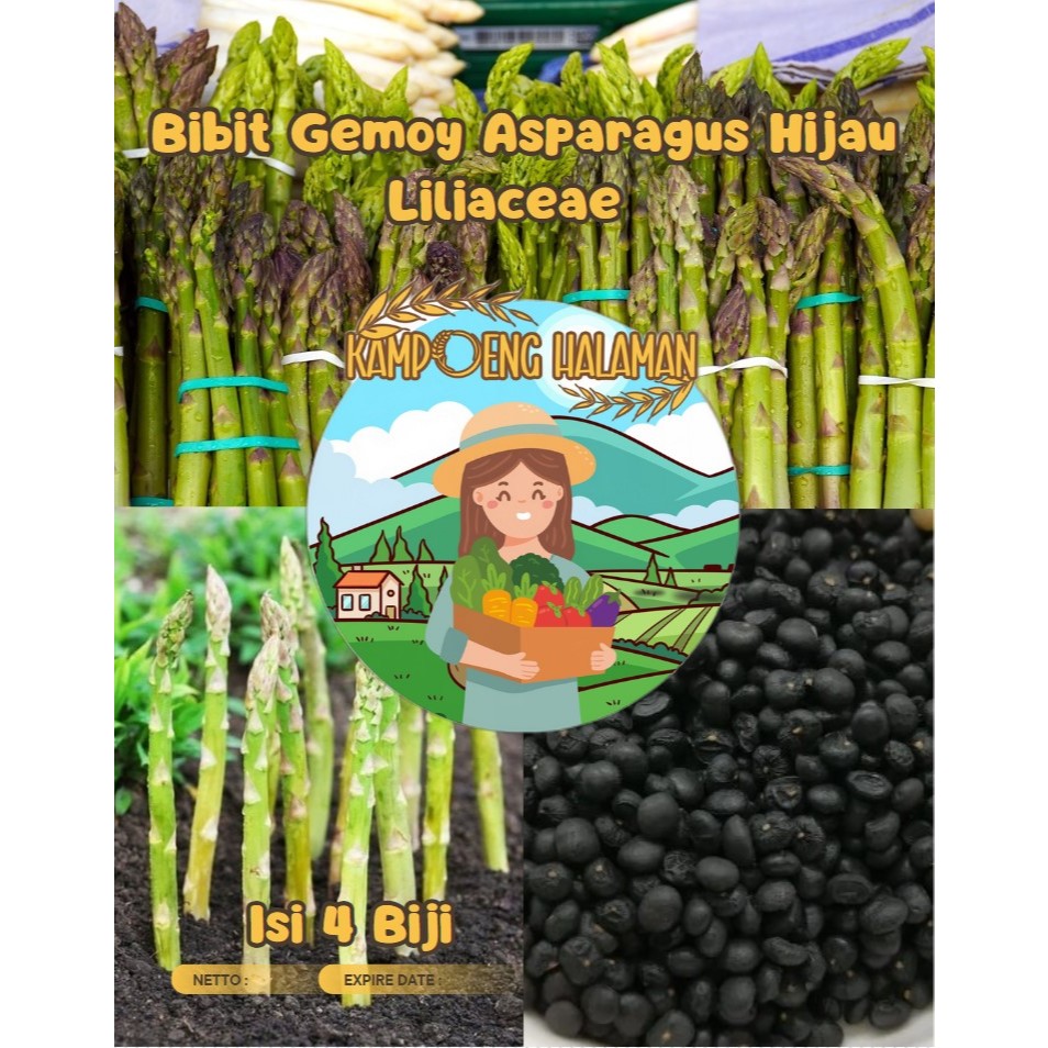 Bibit Gemoy Asparagus Liliaeceae | Benih Asparagus