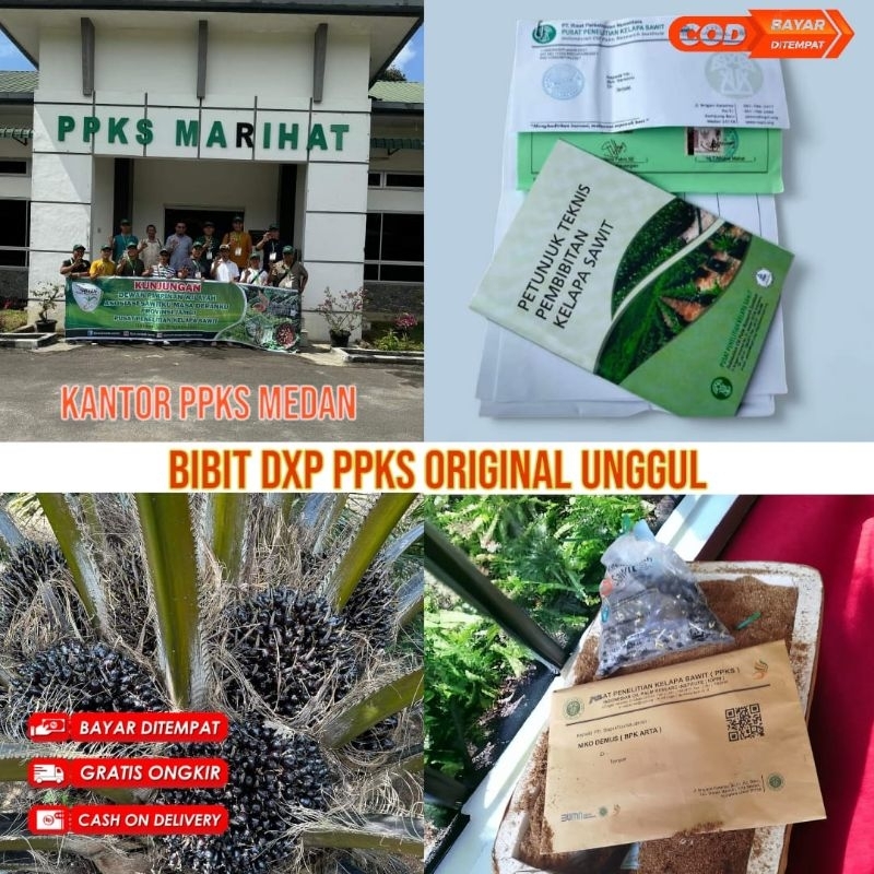 kecambah sawit ppks unggul