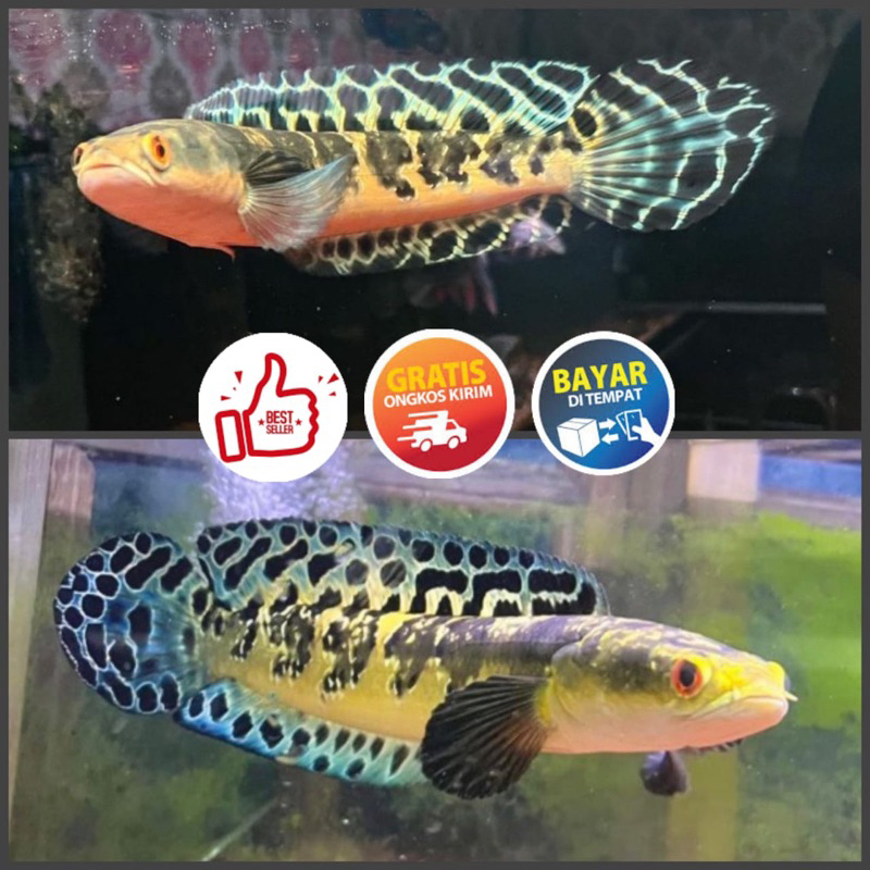 

Yellow Sentarum Dorsal Batik Grade A+++